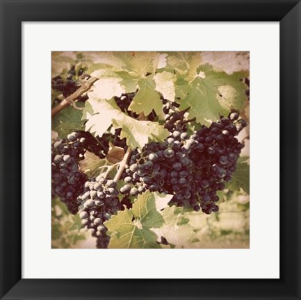 Framed Vintage Grape Vines II Print