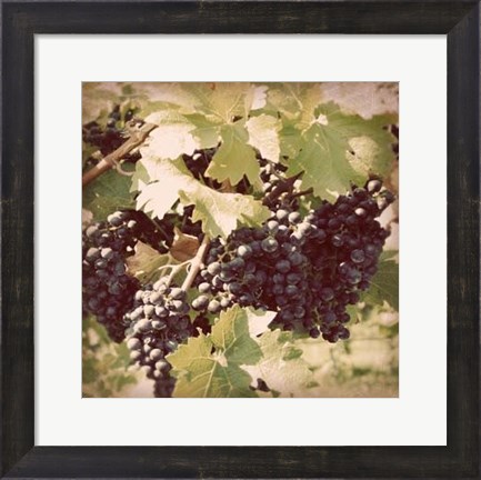Framed Vintage Grape Vines II Print