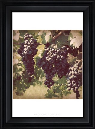 Framed Vintage Grape Vines III Print