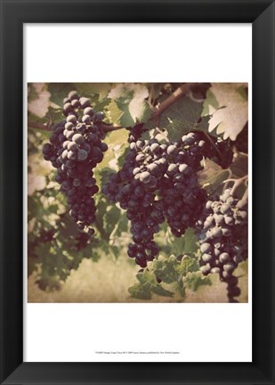 Framed Vintage Grape Vines III Print