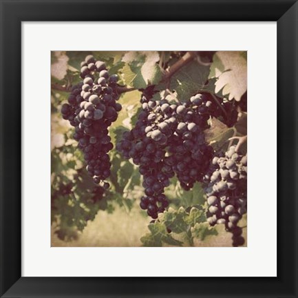 Framed Vintage Grape Vines III Print