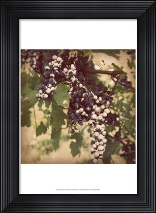 Framed Vintage Grape Vines IV Print