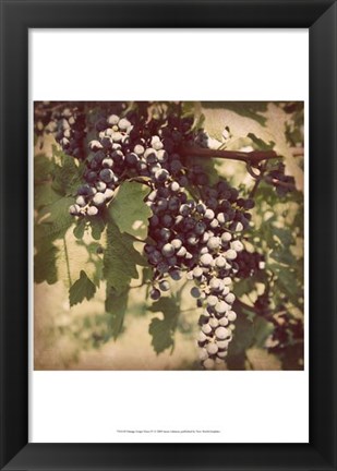 Framed Vintage Grape Vines IV Print