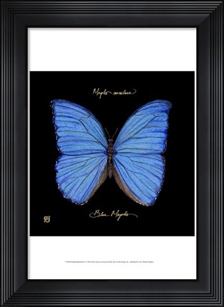 Framed Striking Butterfly I Print