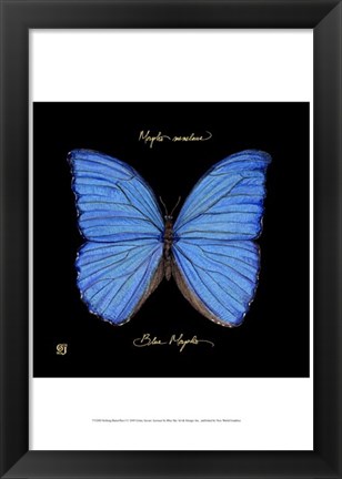 Framed Striking Butterfly I Print