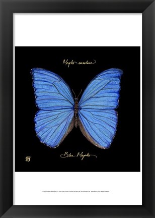 Framed Striking Butterfly I Print