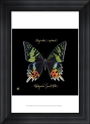 Framed Striking Butterfly II Print