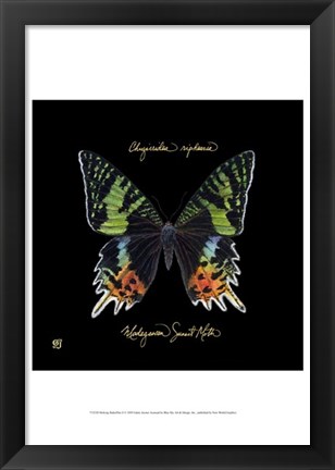 Framed Striking Butterfly II Print