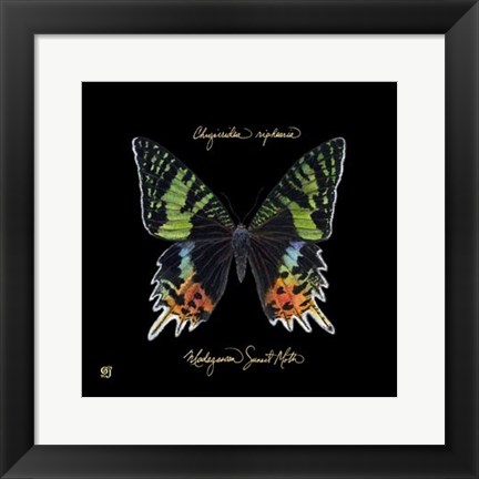 Framed Striking Butterfly II Print