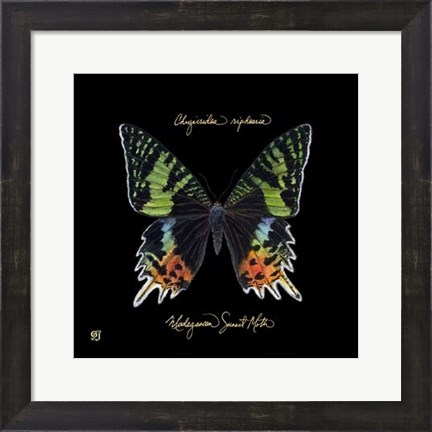 Framed Striking Butterfly II Print