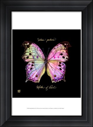 Framed Striking Butterfly III Print