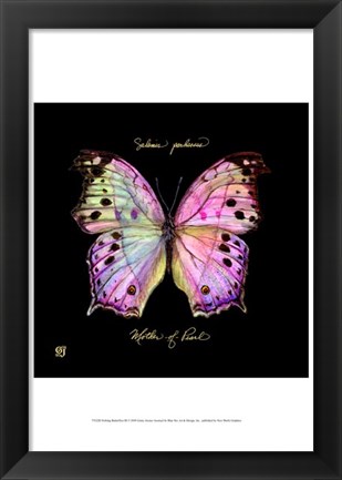 Framed Striking Butterfly III Print
