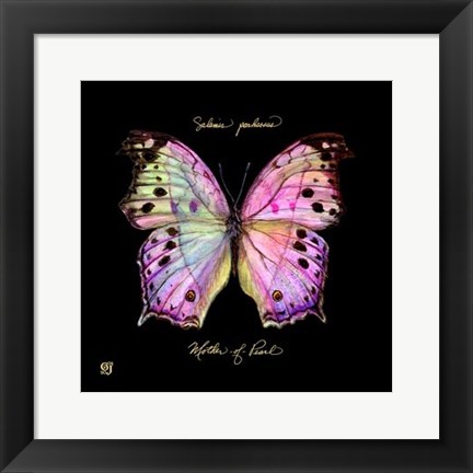 Framed Striking Butterfly III Print