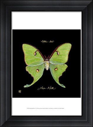 Framed Striking Butterfly IV Print