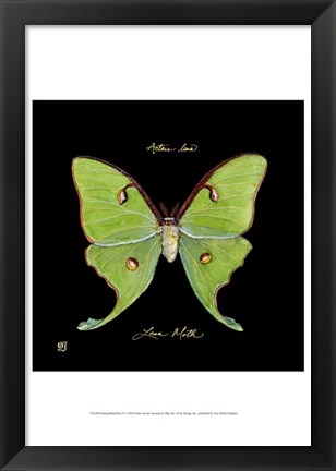 Framed Striking Butterfly IV Print