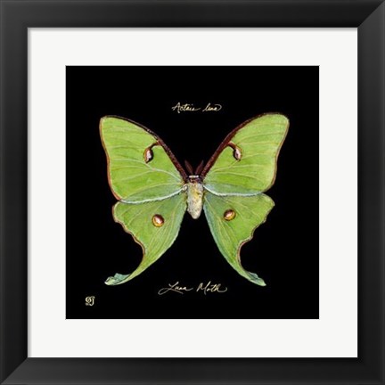 Framed Striking Butterfly IV Print