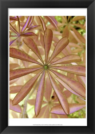 Framed Woodland Plants in Red I Print