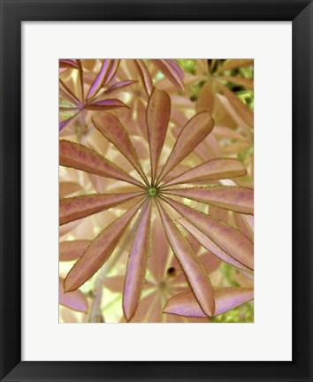 Framed Woodland Plants in Red I Print