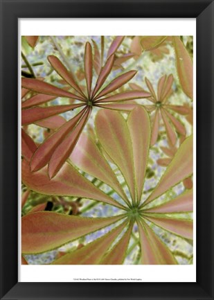 Framed Woodland Plants in Red III Print