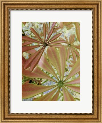 Framed Woodland Plants in Red III Print