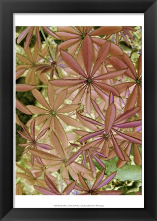 Framed Woodland Plants in Red IV Print