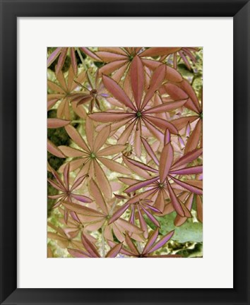 Framed Woodland Plants in Red IV Print