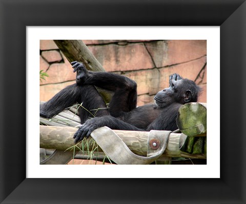 Framed Chimp - Just relaxing Print