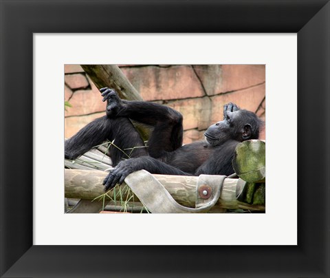 Framed Chimp - Just relaxing Print