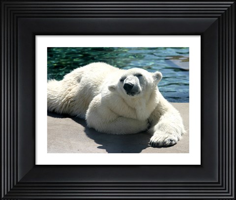 Framed Polar Bear on the floor Print