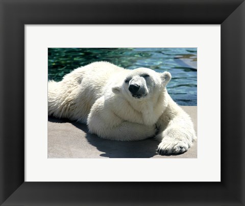 Framed Polar Bear on the floor Print