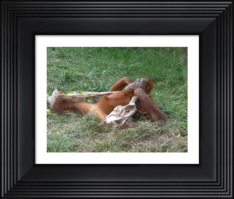 Framed Orangutan - Stretchin out Print