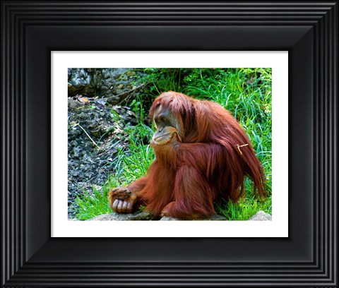 Framed Orangutan - Giving it some thought Print