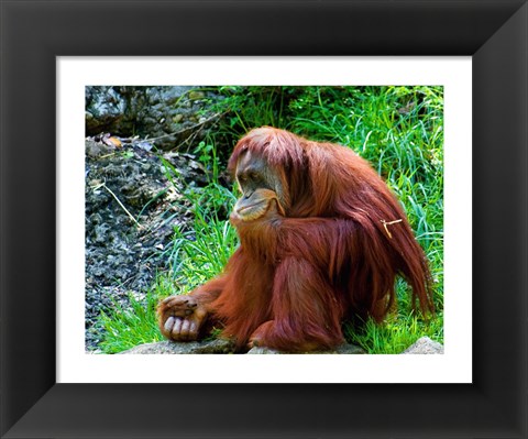 Framed Orangutan - Giving it some thought Print