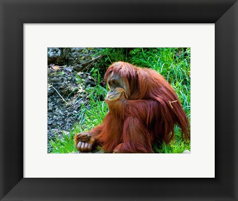 Framed Orangutan - Giving it some thought Print