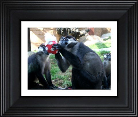 Framed Monkeys - Why play ball when you can eat it Print