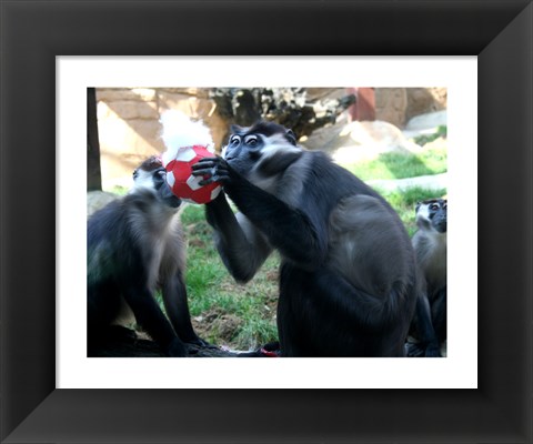 Framed Monkeys - Why play ball when you can eat it Print