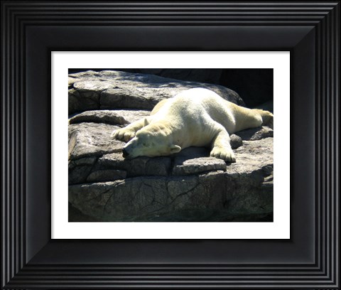 Framed Polar Bear  - Time to take five Print