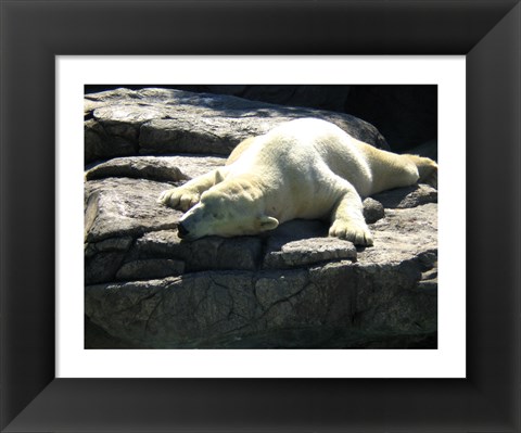 Framed Polar Bear  - Time to take five Print