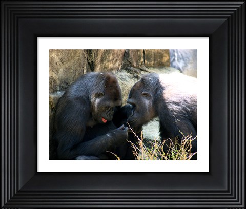 Framed Gorillas - Look what I found! Print