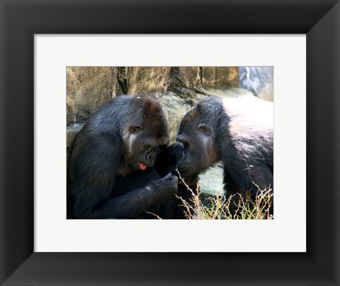 Framed Gorillas - Look what I found! Print