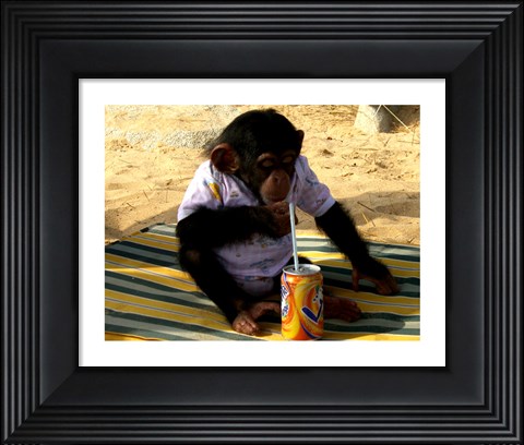Framed Chimp - Time for a drink Print