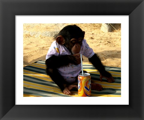 Framed Chimp - Time for a drink Print