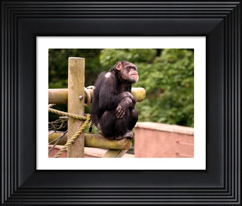 Framed Chimp - The revelation Print