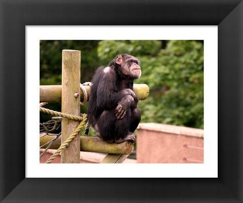 Framed Chimp - The revelation Print