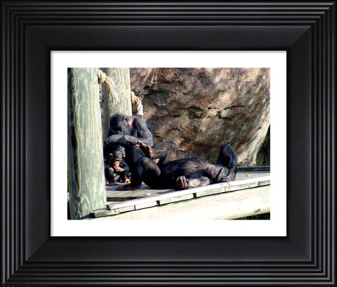 Framed Chimps - Just Chillin Print