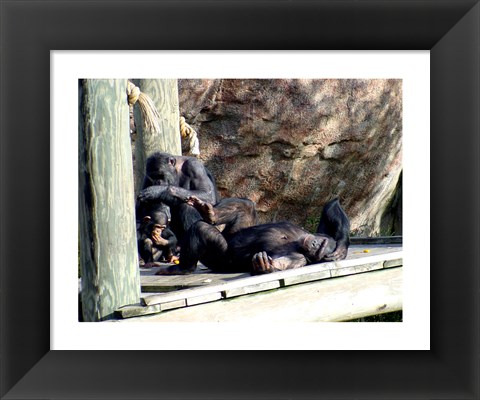 Framed Chimps - Just Chillin Print