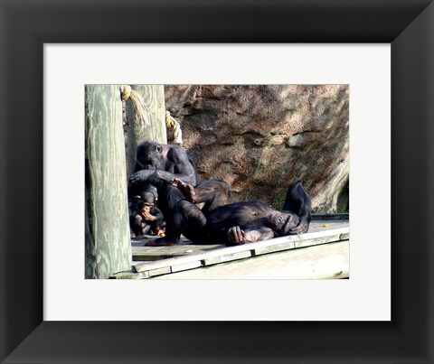 Framed Chimps - Just Chillin Print