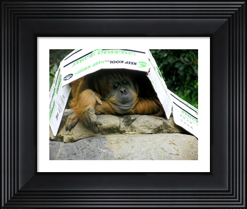 Framed Orangutan - Give me shelter Print
