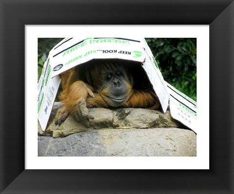 Framed Orangutan - Give me shelter Print