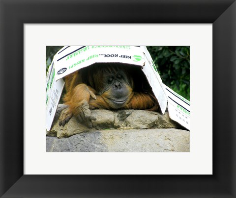 Framed Orangutan - Give me shelter Print